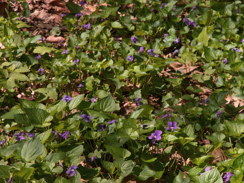 Image of common blue violet