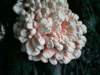 Image de Laetiporus