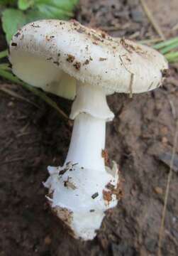 Image of Amanita marmorata Cleland & E.-J. Gilbert 1941