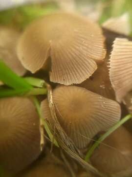 Imagem de Psathyrella pygmaea (Bull.) Singer 1951