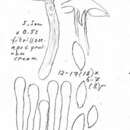 Image of Hebeloma incarnatulum A. H. Sm. 1984