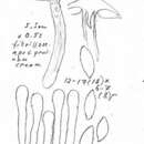 Imagem de Hebeloma incarnatulum A. H. Sm. 1984