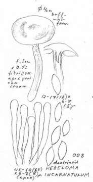 Hebeloma incarnatulum A. H. Sm. 1984 resmi