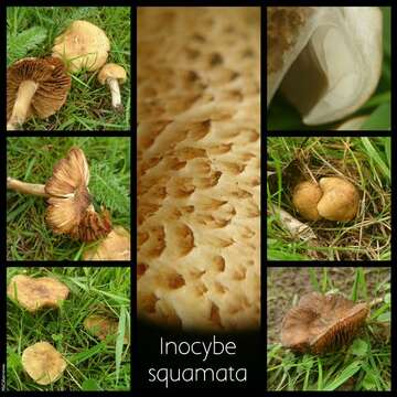 Inocybe squamata J. E. Lange 1917 resmi