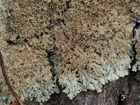 Image of fringed lichen