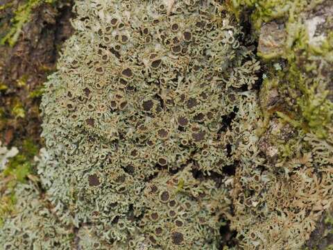 Image of fringed lichen