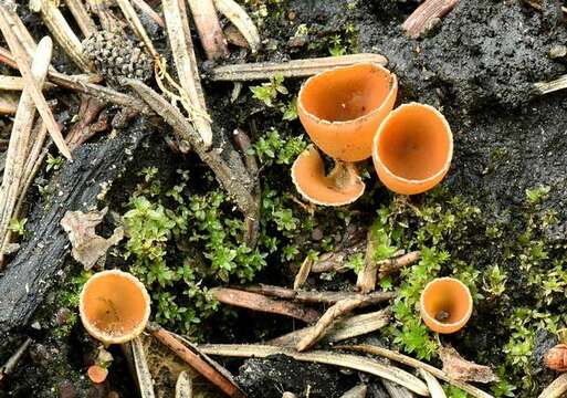 地杯菌属的图像