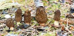 Image of Morchellaceae