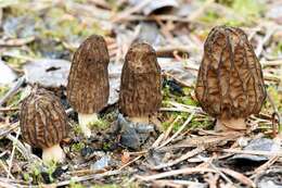 Image of Morchellaceae