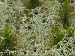 Image of reindeer lichen