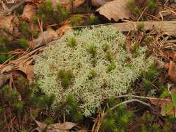 Image of reindeer lichen