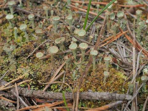 Image of Cladoniaceae