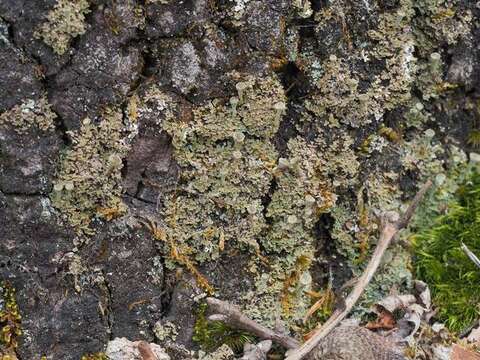 Image of cup lichen