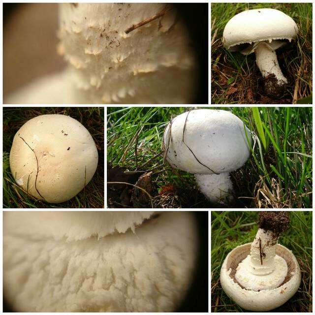 Image of Macro mushroom