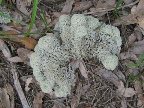 Imagem de Cladonia evansii Abbayes