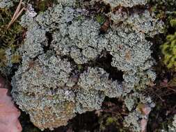 Image of cup lichen