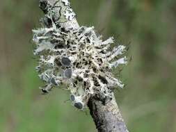 Image of shield lichen