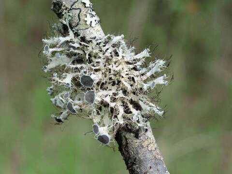 Image of shield lichen