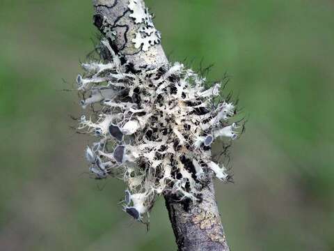 Image of shield lichen