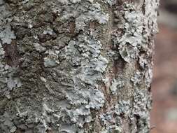 Image of hypotrachyna lichen