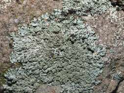 Image of hypotrachyna lichen