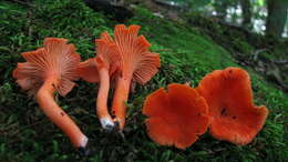 Cantharellus cinnabarinus (Schwein.) Schwein. 1832 resmi