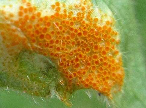 Image of Mayapple Rust