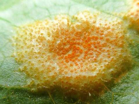 Image of Mayapple Rust