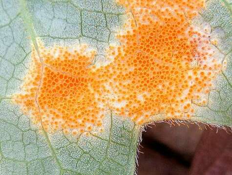 Image of Mayapple Rust