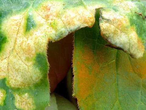 Image of Mayapple Rust