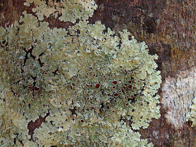 Image of lung lichen