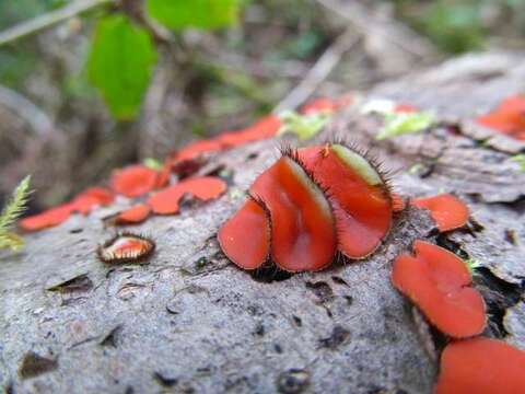 Image of Scutellinia (Cooke) Lambotte