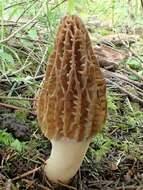 Image of Morchellaceae