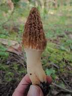 Image of Morchellaceae