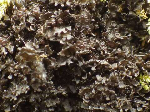 Image of gelatinous skin lichen