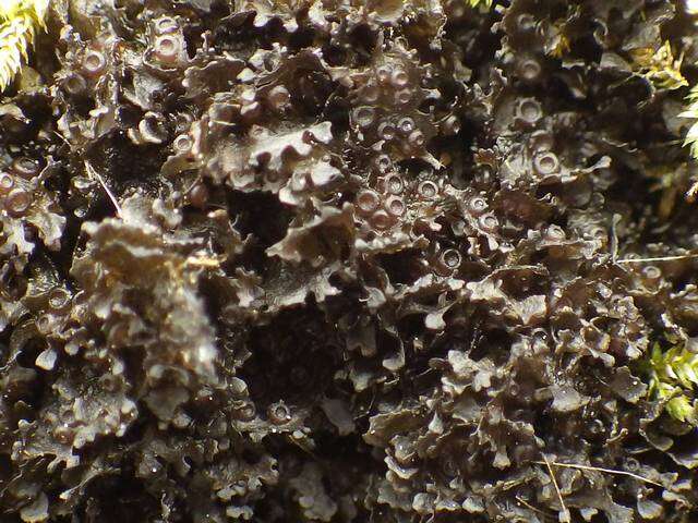 Image of gelatinous skin lichen