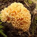 Ramaria magnipes Marr & D. E. Stuntz 1974 resmi