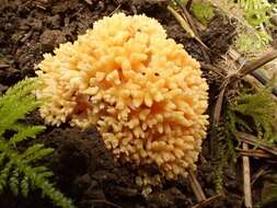 Ramaria magnipes Marr & D. E. Stuntz 1974 resmi