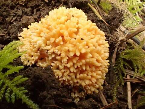 Ramaria magnipes Marr & D. E. Stuntz 1974的圖片