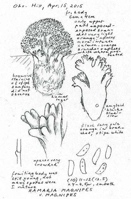 Ramaria magnipes Marr & D. E. Stuntz 1974 resmi