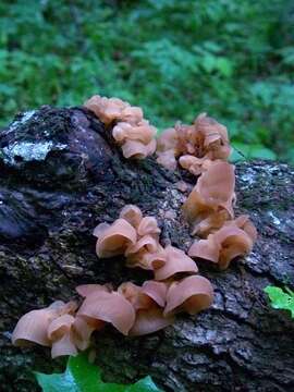 Image of <i>Auricularia angiospermarum</i>