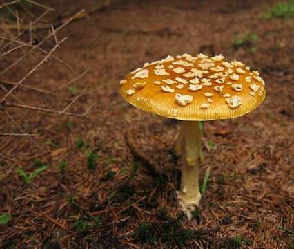 Image of Royal Fly Agaric