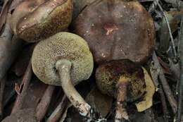 Image of Austroboletus longipes (Massee) Wolfe 1980