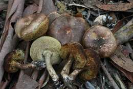 Image of Austroboletus longipes (Massee) Wolfe 1980