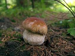 Image of Boletus