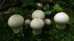 Imagem de Lycoperdon