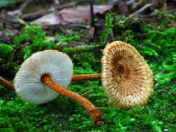 Collybia resmi