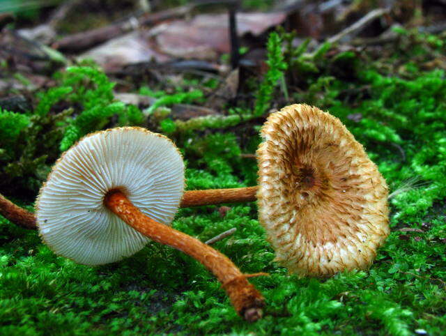 Collybia resmi