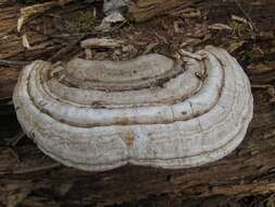 Image of Ganoderma