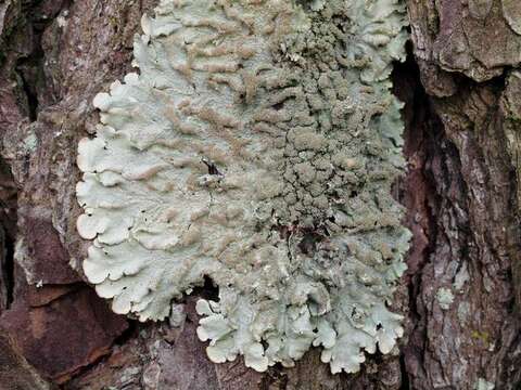 Image of canoparmelia lichen